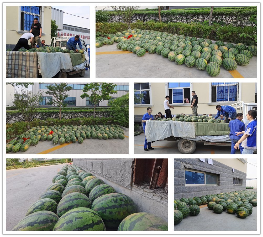 萬斤西瓜齊登場，清涼一夏真是爽！——章丘豐源機械為員工送清涼啦！